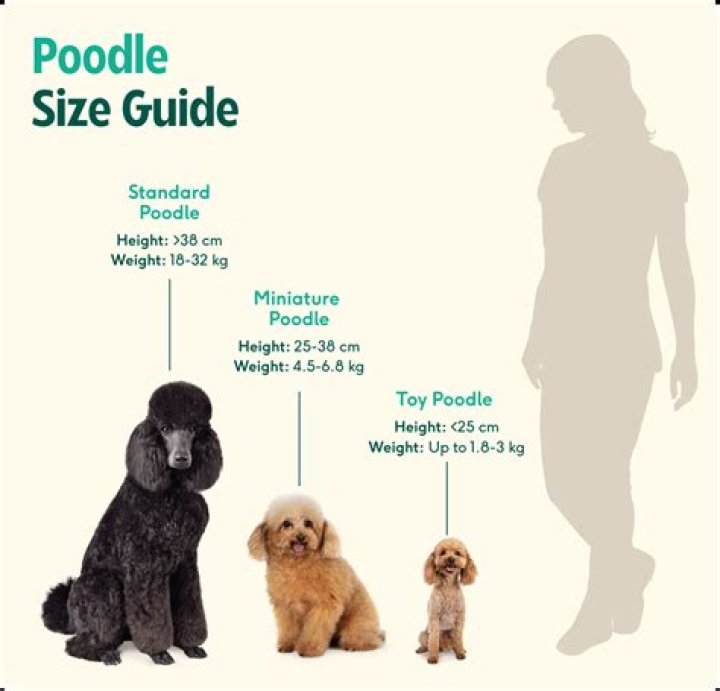 All You Need to Know About Pokey Poodles: A Complete Guide