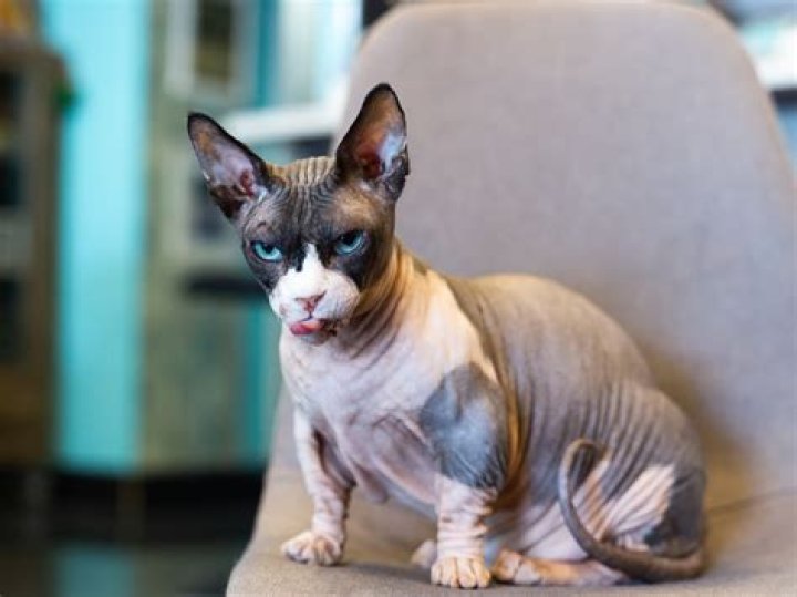 Bambino Cat: The Unique and Adorable Hairless Breed