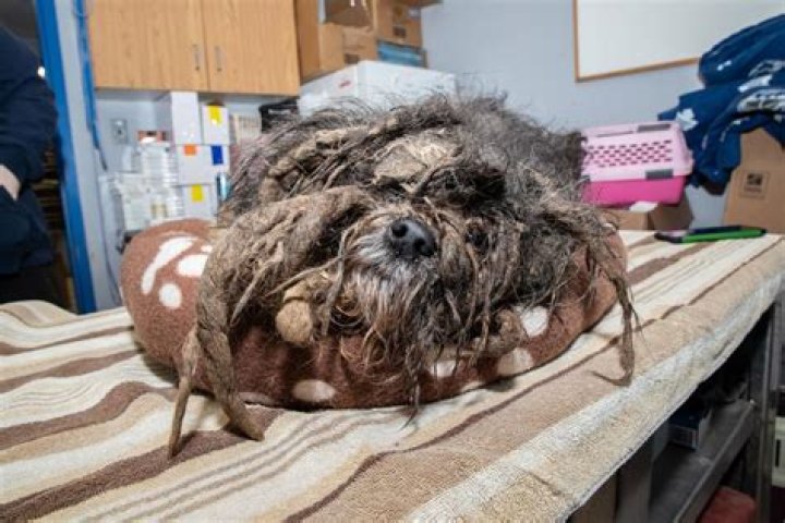Conquering the Challenge of Severely Matted Hair: Nothing is Working!