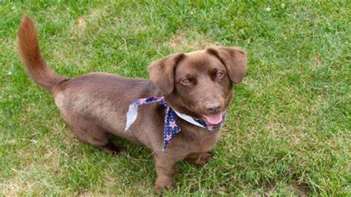Dachshund Labrador Mix: The Ultimate Guide to This Adorable Hybrid Breed