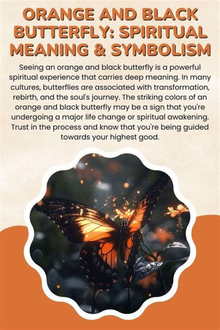 Exploring the Enigmatic Beauty of the Black and Orange Butterfly