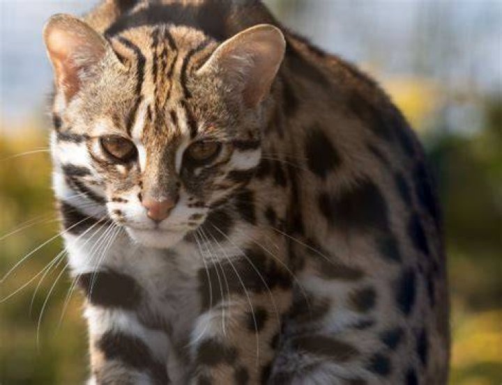 Exploring the Fascinating World of Asian Leopard Cats