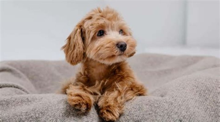Maltipoo as Adults: What to Expect from These Adorable Companions