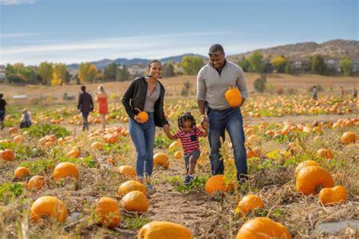 Pumpkin Patch Farmer: The Art and Business of Growing Pumpkins