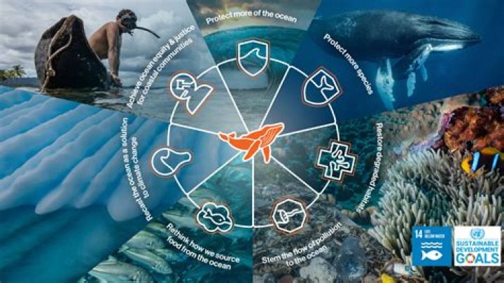 Seal Face Disease: The Impact on Marine Life and Conservation Efforts