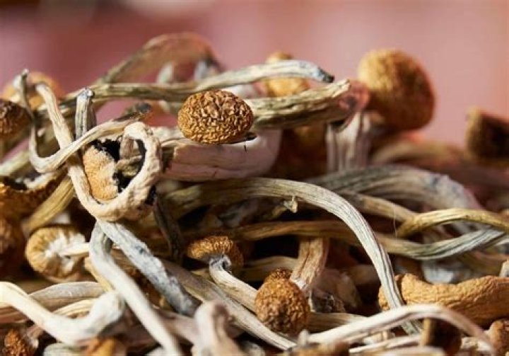 Shrooms Q Real Name: Unveiling the Identity Behind the Online Persona