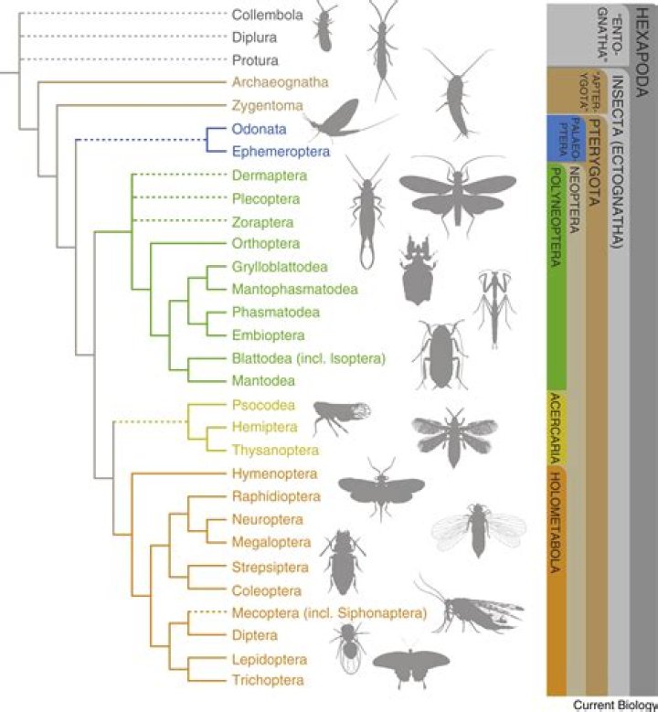 The Enigmatic Age of Ltcorbis: Ancient Origins and Evolutionary Significance
