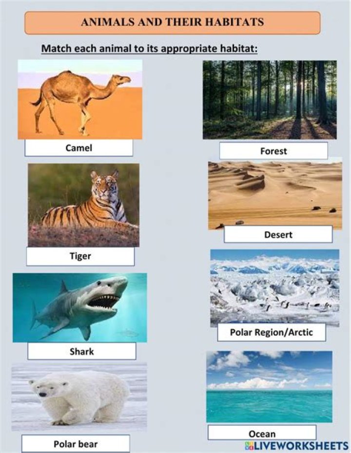 The Fascinating World of Mac Critters: Understanding Their Habitat and Behavior